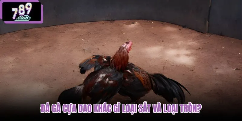 da-ga-cua-dao-khac-gi-loai-sat-va-loai-tron da-ga-cua-dao-khac-gi-loai-sat-va-loai-tron