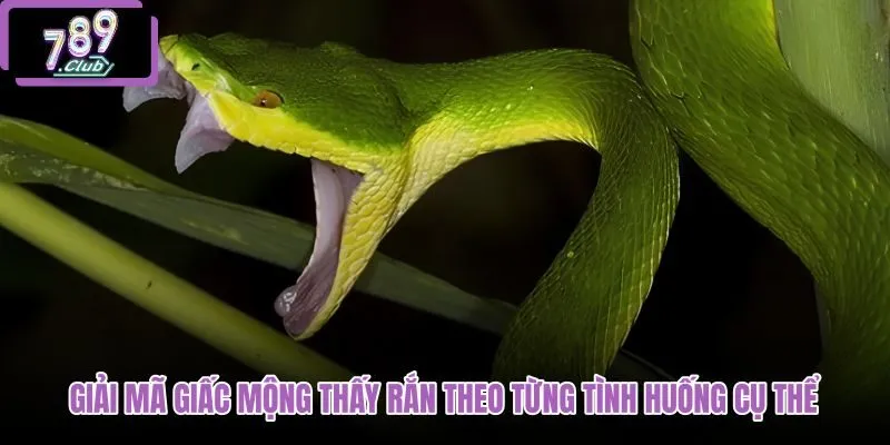 giai-ma-giac-mong-thay-ran-theo-tung-tinh-huong-cu-the giai-ma-giac-mong-thay-ran-theo-tung-tinh-huong-cu-the