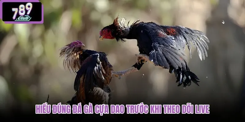 hieu-dung-da-ga-cua-dao-truoc-khi-theo-doi-live hieu-dung-da-ga-cua-dao-truoc-khi-theo-doi-live
