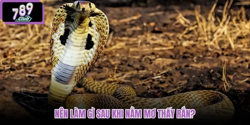 nen-lam-gi-sau-khi-nam-mo-thay-ran nen-lam-gi-sau-khi-nam-mo-thay-ran