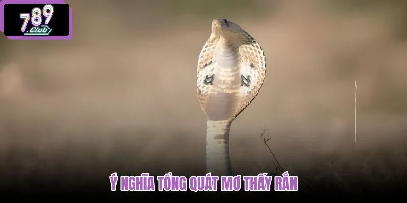 y-nghia-tong-quat-mo-thay-ran y-nghia-tong-quat-mo-thay-ran